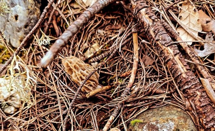 ’Kuzugöbeği mantarı’ çıkmaya başladı