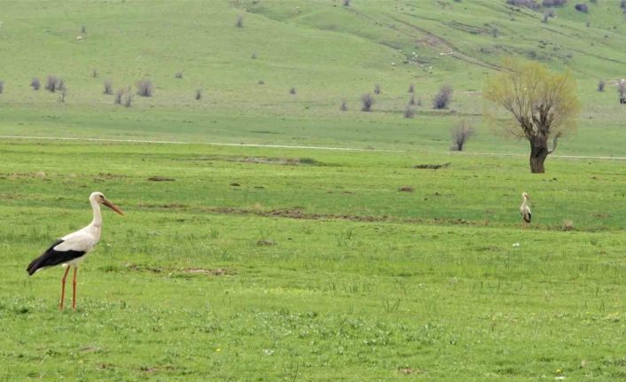 Leylekler Muş Ovasına döndü