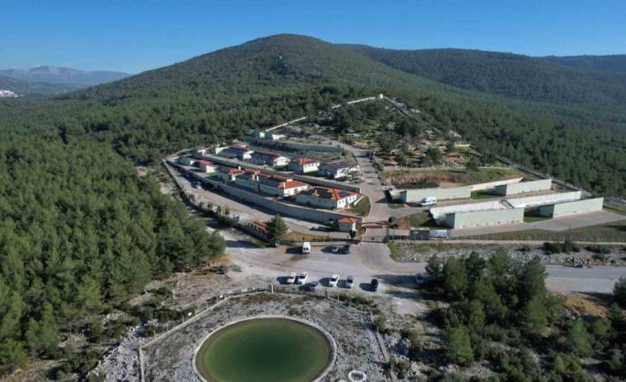 Muğla’da 3 bin 596 can dostu sahiplendirildi