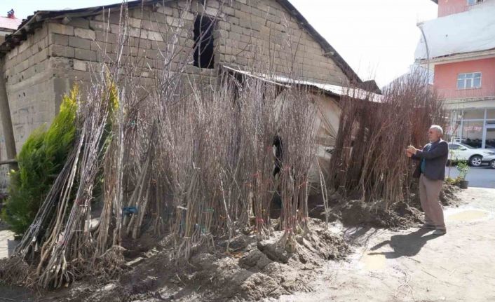 Muş’ta meyve fidanları satışa çıktı