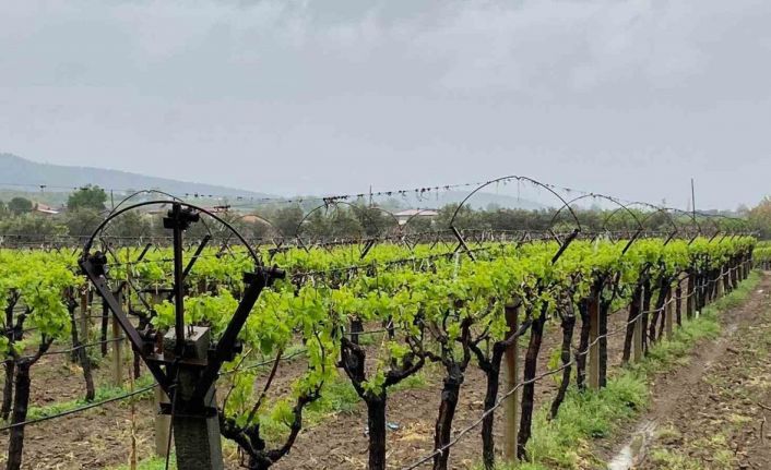 Nisan yağmurları çiftçiyi sevindirdi