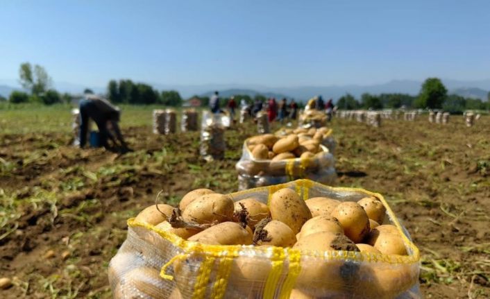 Patates ihracatı 2 ayda 114 kat arttı