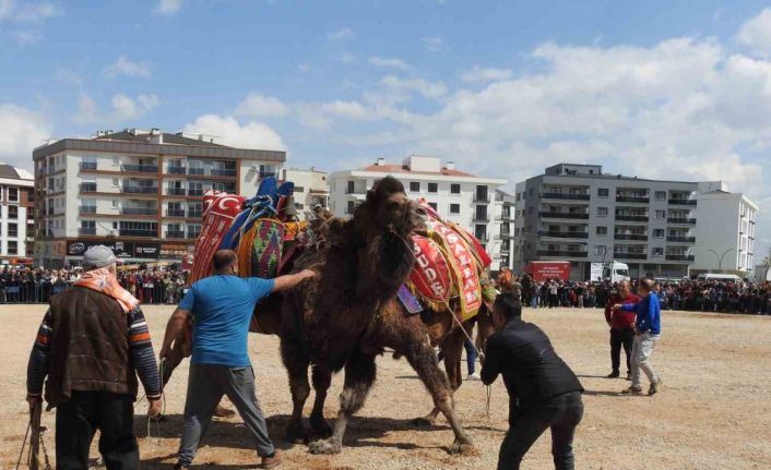 Şehir merkezinde 30 yıl sonra cami yararına deve güreşi düzenlendi