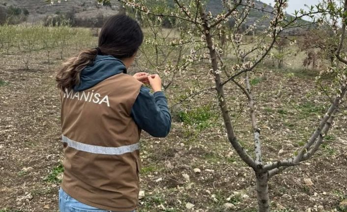 Selendi’de zirai don için hasar tespit çalışmaları başladı