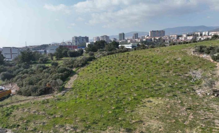 Yamanlar yangınında zarar gören ağaçlar yaşama tutundu