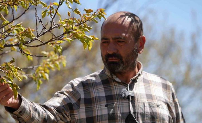 Zirai don, meyve bahçelerinde ürün bırakmadı: "22 yıldır ilk kez böyle bir soğukla karşılaştık"