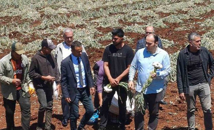 14 Mayıs Dünya Çiftçiler Günü sarımsak tarlasında kutlandı