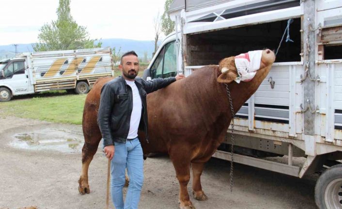 1 ton 150 kilogram ağırlığındaki "Paşa" 380 bin TL’ye alıcısını bekliyor