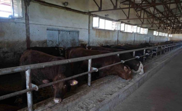 30 bin hayvan sevk edildi, 3 milyar TL’lik gelir bekleniyor