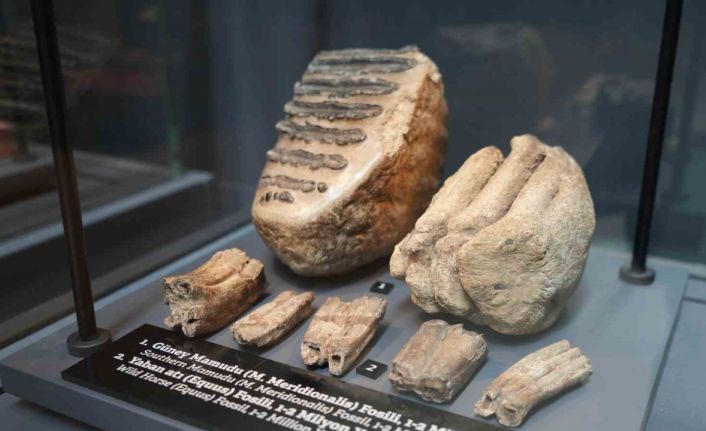 545 milyon yıllık fosiller Samsun’da sergileniyor