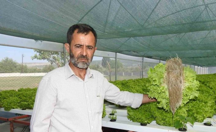 70 günde yetişen marulu topraksız tarımla 30 günde üretiyor