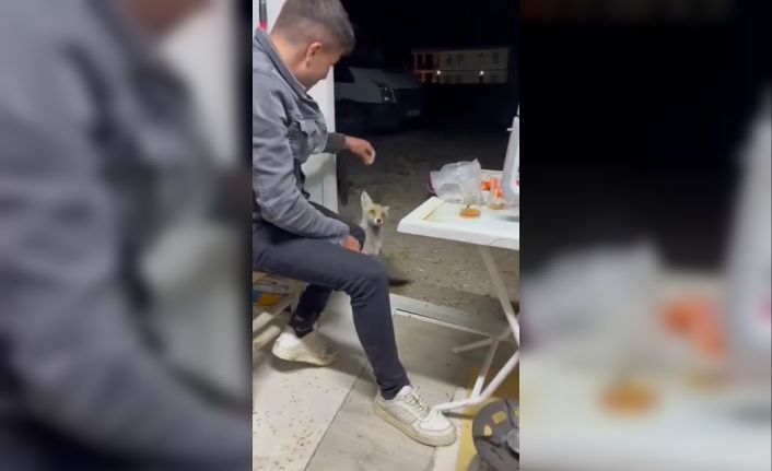 Aç tilki köye indi, insanların elinden yiyecek yedi