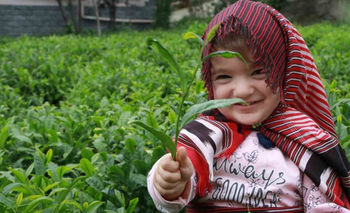 Açıklanan çay taban fiyatı Rizelileri böldü