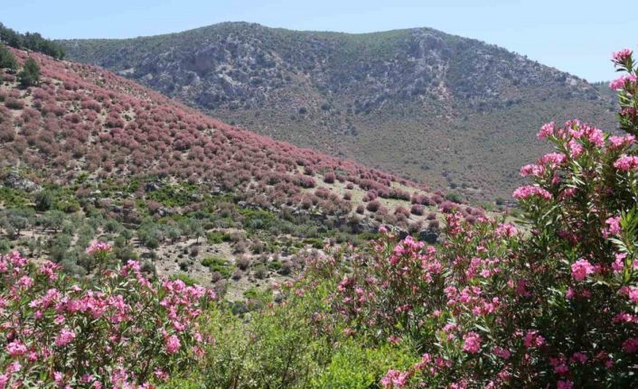Adana’da dağlar zakkumların çiçek açmasıyla pembeye boyandı