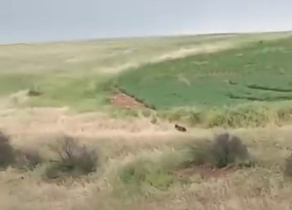 Adıyaman’da çiftçiler ayıyla karşılaştı