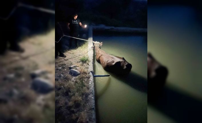 Adıyaman’da havuza düşen inek kurtarıldı