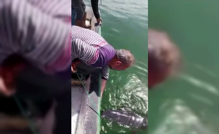 Ağlara değil, kalplere takıldı: Karasu’da yunusu kurtarıp esprili sözlerle uğurladı