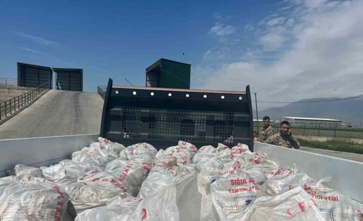 Ağrı’da 2 ton kaçak inci kefali ele geçirildi