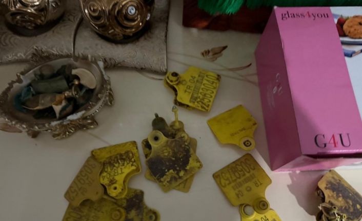 Ağrı’da usulsüz hayvan sevk belgesi operasyonu: 9 şüpheli gözaltında