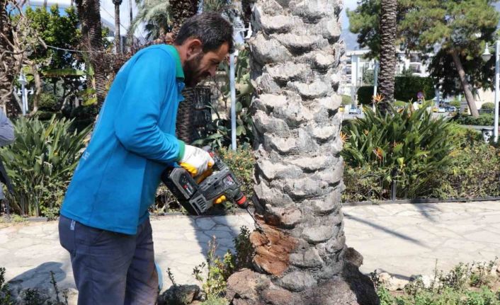 Alanya’da hurma ağaçlarına endoterapiyle uzun süreli koruma yapıldı