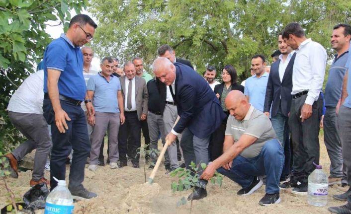 ALTSO keçiboynuzunun tescilini aldı, 3 bin fidan dağıttı