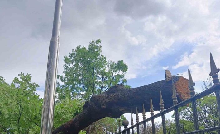 Ankara’da fırtına ağaçları devirdi