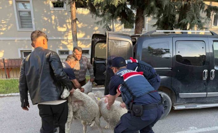 Ankara’da koyun hırsızı yakalandı