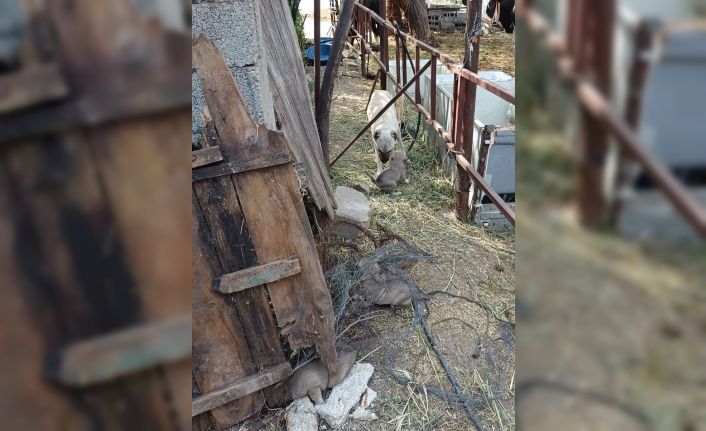 Anne köpeğin kuyuya düşen yavrularına kavuşması yürekleri ısıttı