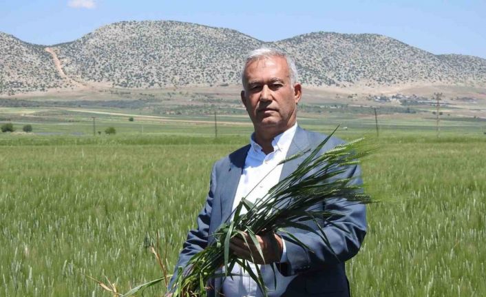 Araban buğdayı çiftçinin yüzünü güldürüyor
