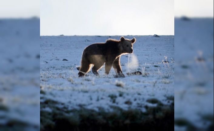 Ardahan’da boz ayı böyle görüntülendi