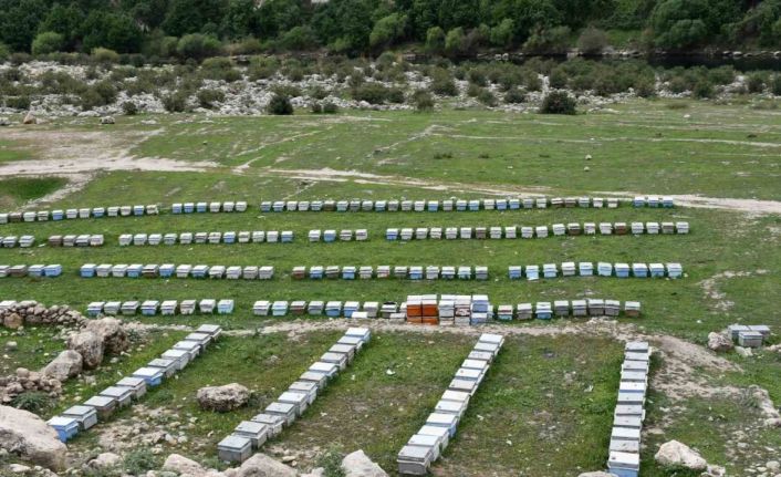 Arıcılar doğal bal için yollarda