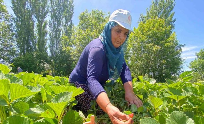 Aromasıyla dikkat çeken ‘Kuyulu’ çileğinde hasat başladı