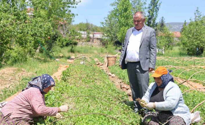 Avanslarını almaya başlayan tütün üreticileri fidelerini toprakla buluşturdu