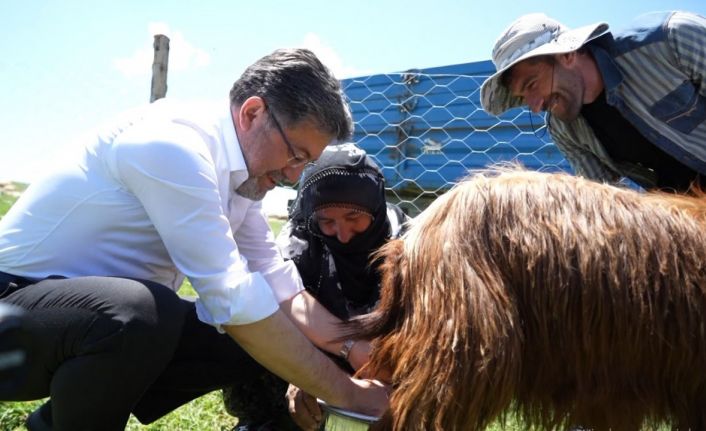 Bakan Yumaklı, süt sağan kadınlara eşlik etti, keçi sağdı