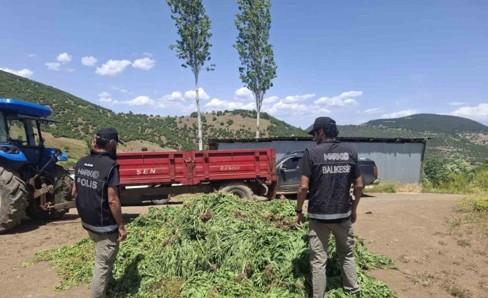 Balıkesir’de kenevir bahçesine operasyon
