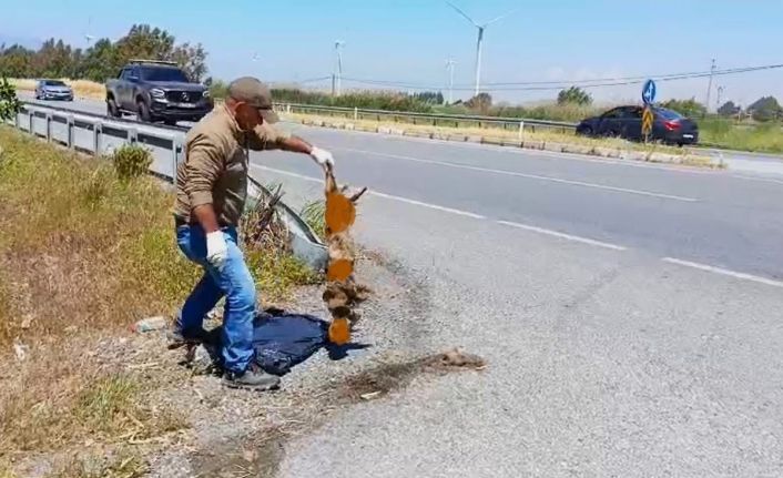 Başkan Sürücü: "Çok nadir ve önemli bir türü daha kaybettik"
