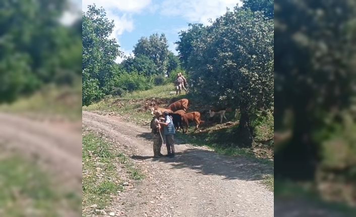 Batman’da kayıp 15 büyükbaş hayvan, jandarma tarafından bulundu