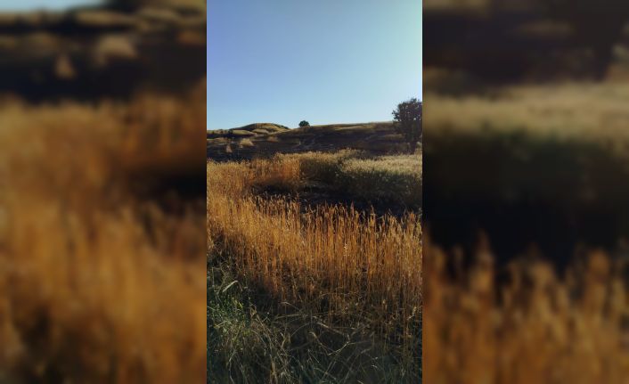 Batman’da soda şişesi 100 dönümlük ekili araziyi küle çevirdi