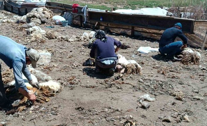 Batman’da yaylada kalan göçerler peynir üretiyor