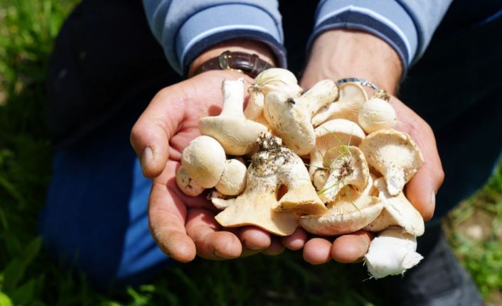 Bayburt’ta protein deposu mantarın ve bin bir derde deva çaşır otunun zorlu mesaisi