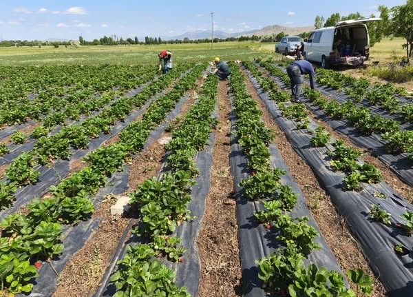 Beyşehir’de çilekte hasat öncesi pestisit denetimi