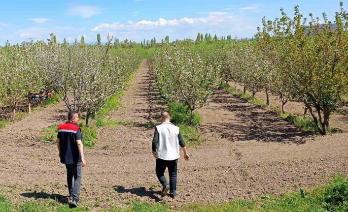 Beyşehir’de meyve bahçeleri hastalık ve zararlılara karşı yakından takip ediliyor