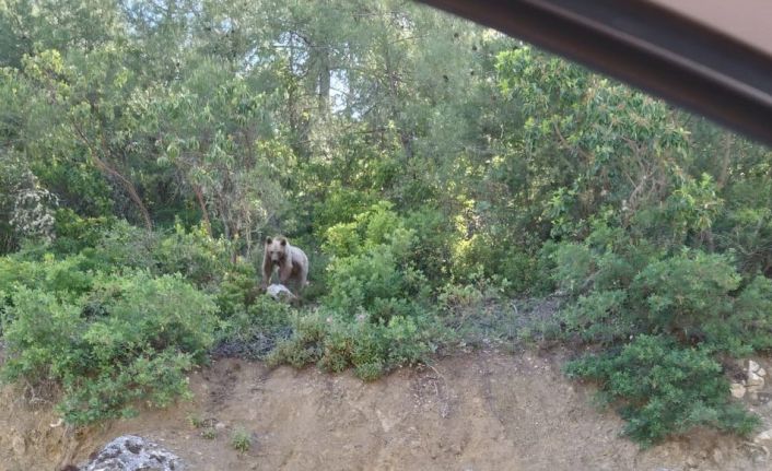 Bilecik’te rahat tavırlarıyla sürücüleri şaşırtan ayı
