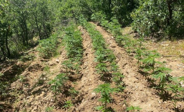 Bingöl’de 4 bin 763 kök kenevir ele geçirildi