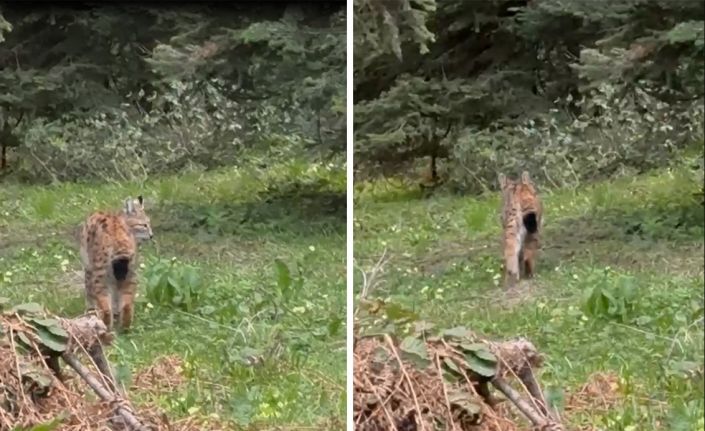 Bolu’da, nesli tükenmekte olan vaşak görüntülendi