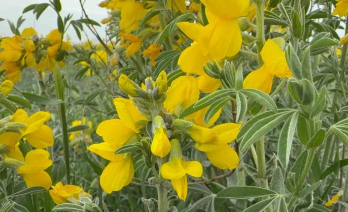 Bu çiçeği koparmanın cezası yarım milyondan fazla