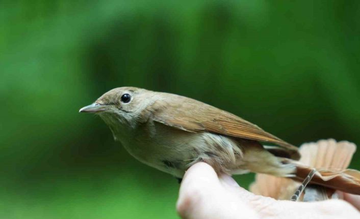 Bülbülün göç sırrı ortaya çıkıyor: "Çok ilginç veriler elde etmeye başladık"