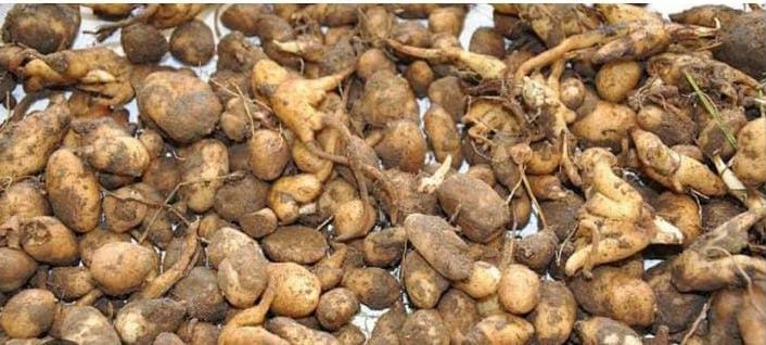 Buldan’da salep toplayan kişiye 547 bin TL ceza uygulandı