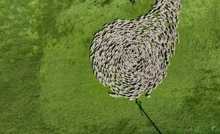 Bursa meralarında binlerce koyundan görsel şölen...