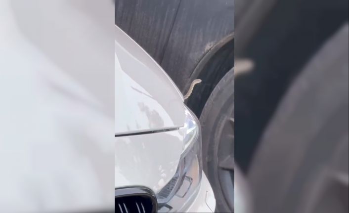 Bursa’da yılan paniği